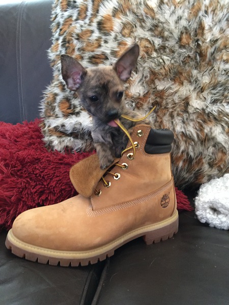 Entry image for Nugget. Clicking this image will show a larger photo