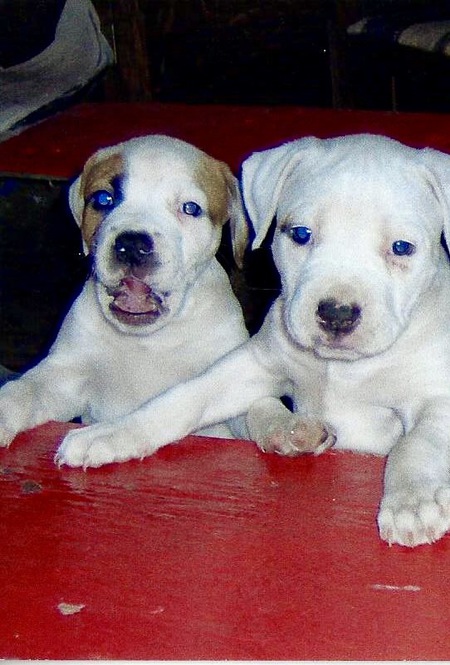 Entry image for Cali and Brutis. Clicking this image will show a larger photo