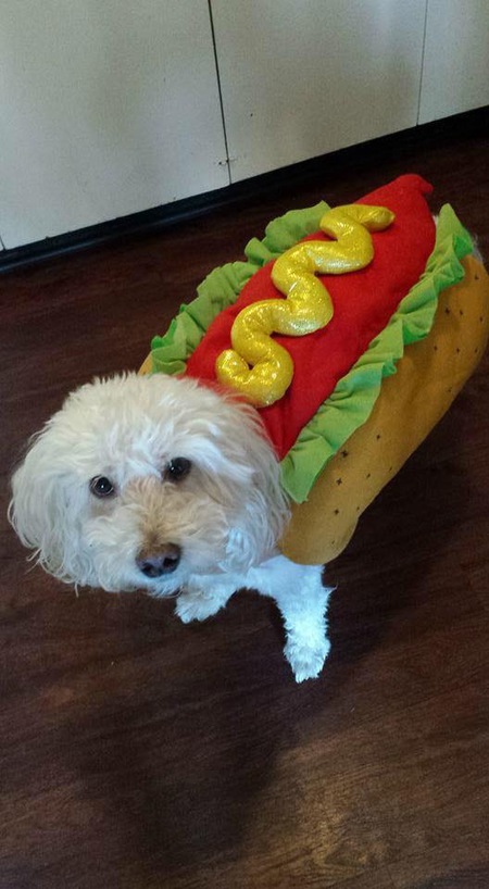 Entry image for Cappuccino . Clicking this image will show a larger photo