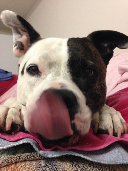 Entry image for Gizmo. Clicking this image will show a larger photo