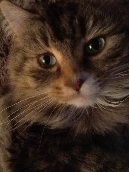 Entry image for Aquila. Clicking this image will show a larger photo