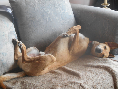 Entry image for Rajah. Clicking this image will show a larger photo