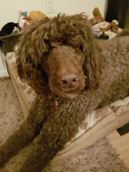 Entry image for Rocky. Clicking this image will show a larger photo