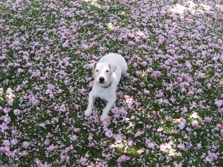 Entry image for Roger. Clicking this image will show a larger photo