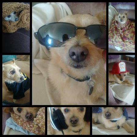 Entry image for Scotty. Clicking this image will show a larger photo