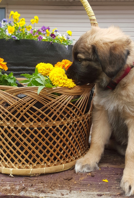 Entry image for Sophie. Clicking this image will show a larger photo