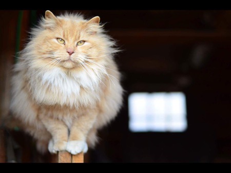 Entry image for Pete. Clicking this image will show a larger photo