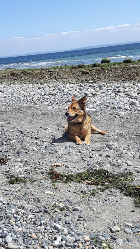 Entry image for Benny. Clicking this image will show a larger photo