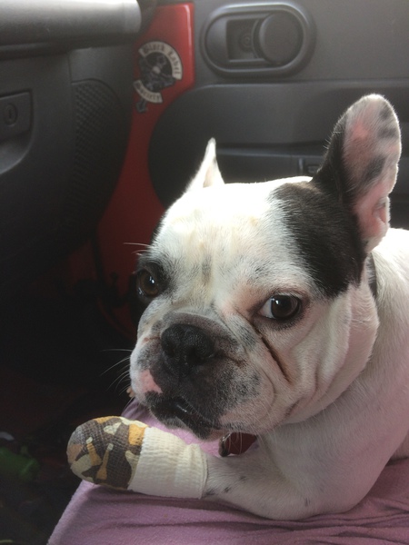 Entry image for Pepper. Clicking this image will show a larger photo