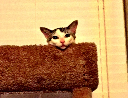 Entry image for Andy. Clicking this image will show a larger photo