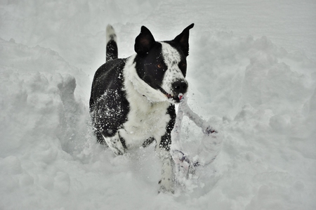 Entry image for Fonzie. Clicking this image will show a larger photo