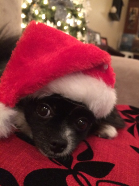 Entry image for Sophie. Clicking this image will show a larger photo