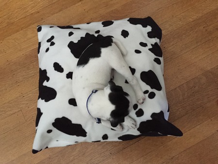 Entry image for Griffin. Clicking this image will show a larger photo