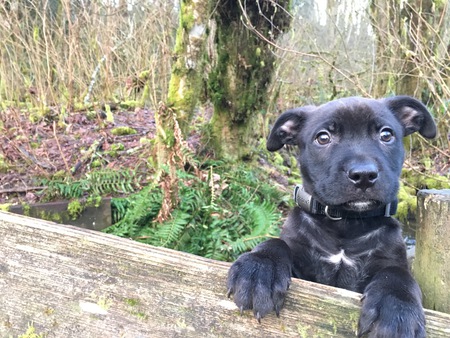 Entry image for Dixon. Clicking this image will show a larger photo