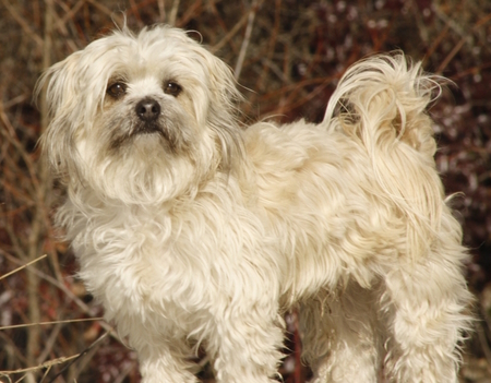 Entry image for Rafferty. Clicking this image will show a larger photo