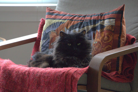 Entry image for Mr Fuzzy Pants. Clicking this image will show a larger photo