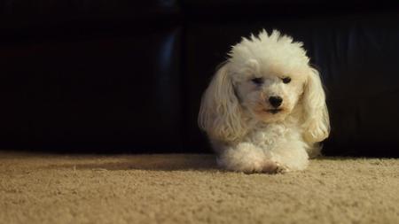 Entry image for Maverick. Clicking this image will show a larger photo