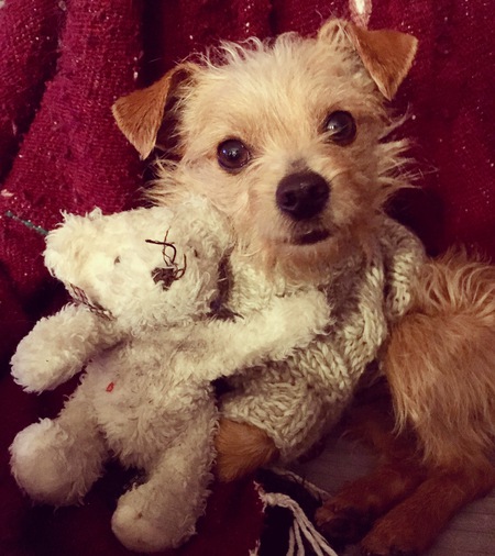 Entry image for Chester. Clicking this image will show a larger photo