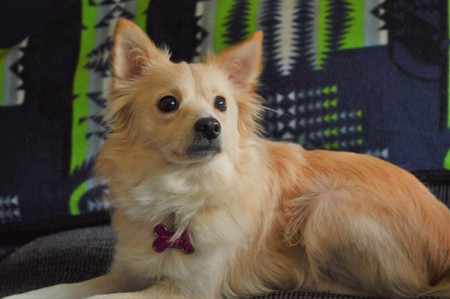 Entry image for Bella. Clicking this image will show a larger photo