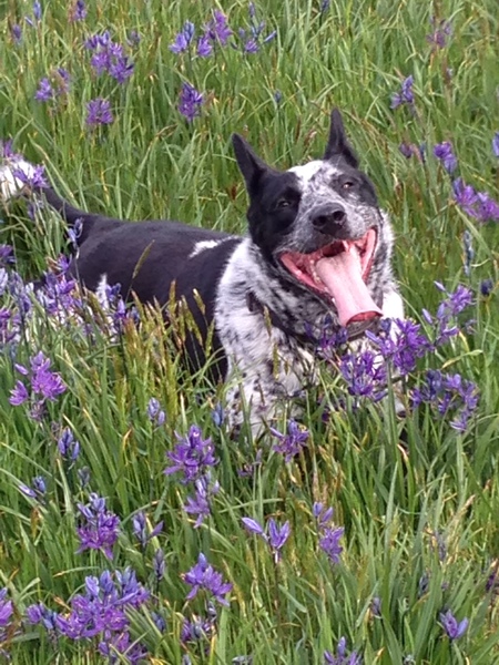 Entry image for Vegas. Clicking this image will show a larger photo