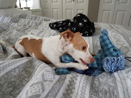 Entry image for Dexter. Clicking this image will show a larger photo