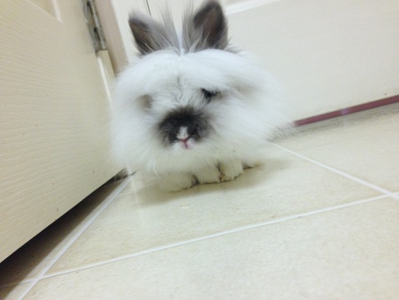 Entry image for Stormy . Clicking this image will show a larger photo