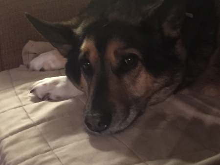 Entry image for Simmons. Clicking this image will show a larger photo