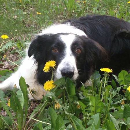 Entry image for Billie. Clicking this image will show a larger photo