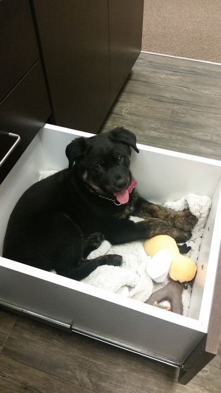 Entry image for Piper. Clicking this image will show a larger photo