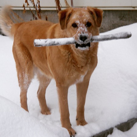 Entry image for TIMBER. Clicking this image will show a larger photo