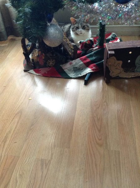 Entry image for aja. Clicking this image will show a larger photo