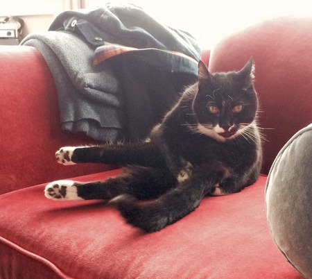 Entry image for Abby. Clicking this image will show a larger photo