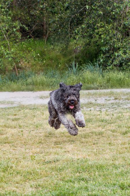 Entry image for Mookie. Clicking this image will show a larger photo