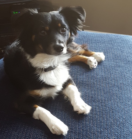 Entry image for Joey. Clicking this image will show a larger photo