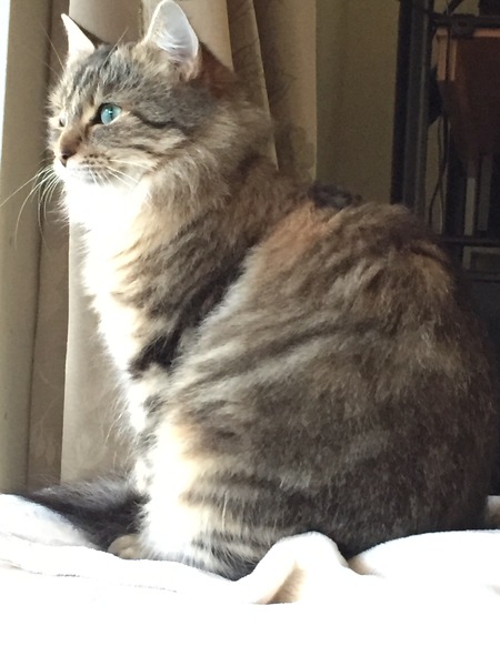 Entry image for Isabella . Clicking this image will show a larger photo