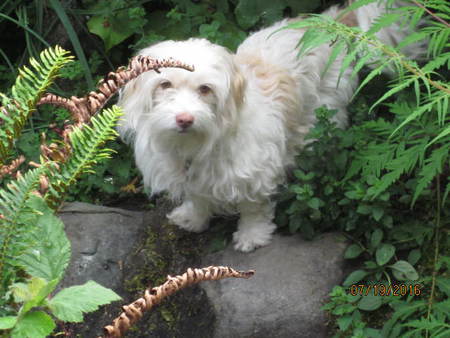 Entry image for Ginny. Clicking this image will show a larger photo