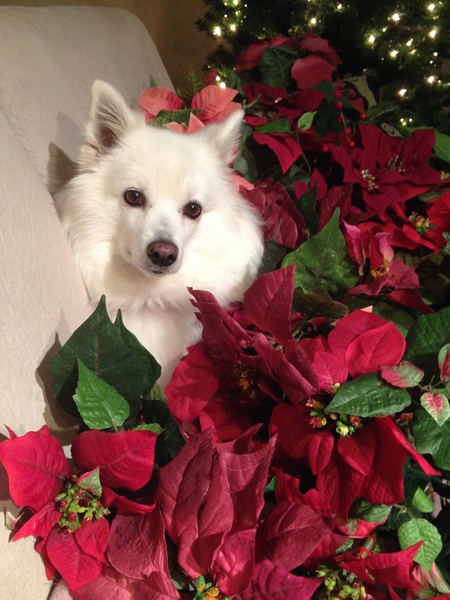 Entry image for Tyka Nicholson. Clicking this image will show a larger photo