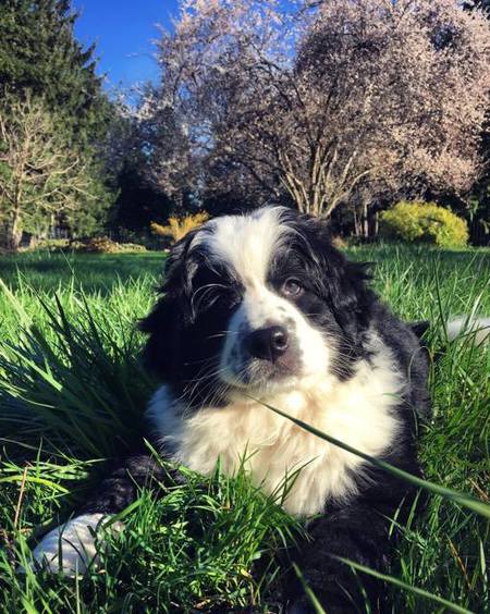 Entry image for Samu. Clicking this image will show a larger photo