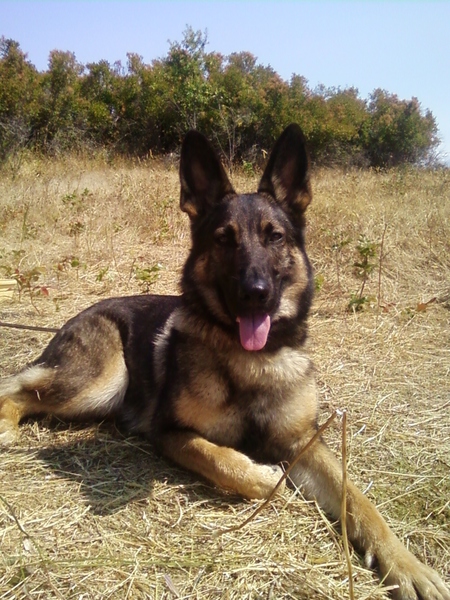 Entry image for Luna. Clicking this image will show a larger photo