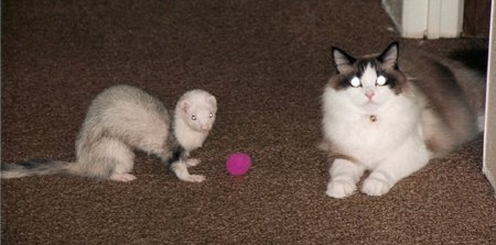 Entry image for Shale(cat) Thomas(ferret). Clicking this image will show a larger photo