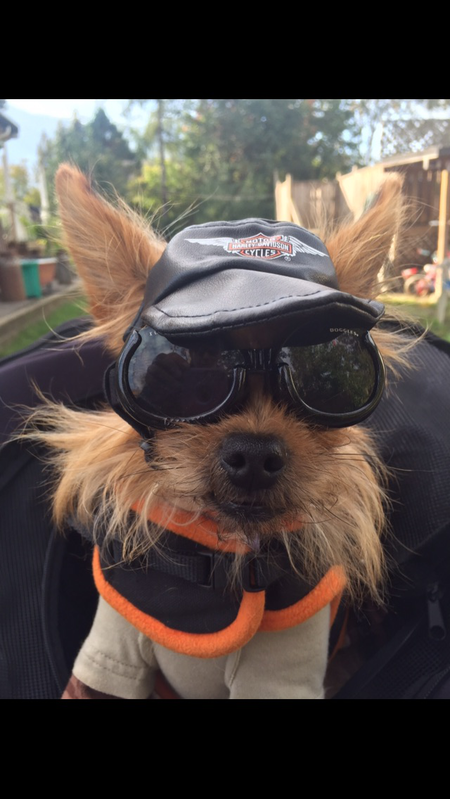 Entry image for Ms. Ginger Rogers . Clicking this image will show a larger photo