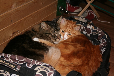 Entry image for Edward and Geordie. Clicking this image will show a larger photo