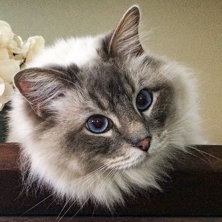 Entry image for Maui. Clicking this image will show a larger photo