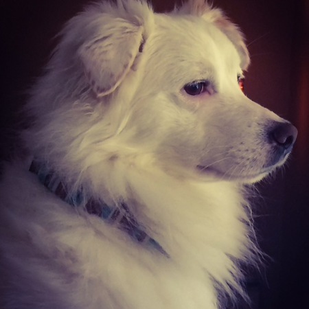 Entry image for Indy. Clicking this image will show a larger photo