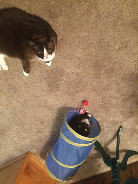 Entry image for Sparkie & Nina is in the cat tunnel. Clicking this image will show a larger photo