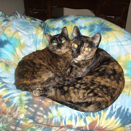 Entry image for Donut & Snaggler. Clicking this image will show a larger photo