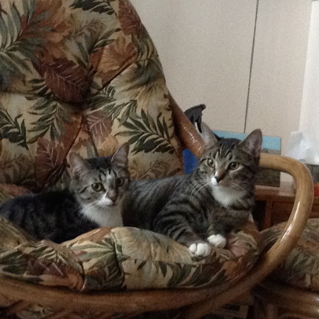 Entry image for Marley and Cleo. Clicking this image will show a larger photo