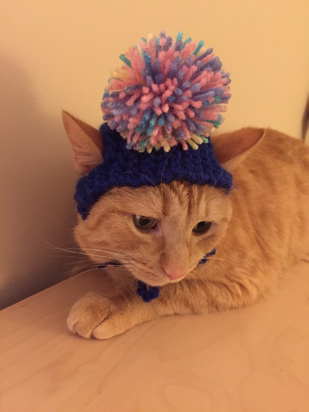 Entry image for Cheeto. Clicking this image will show a larger photo