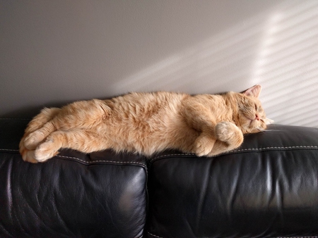 Entry image for Larry. Clicking this image will show a larger photo