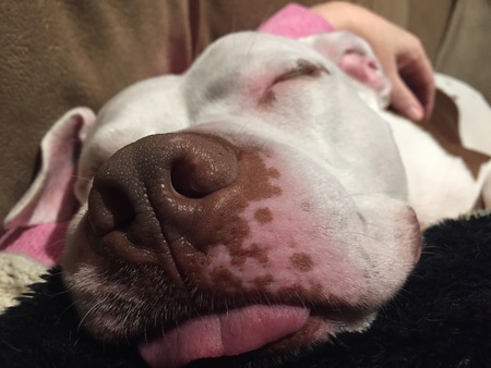 Entry image for Geronimo . Clicking this image will show a larger photo